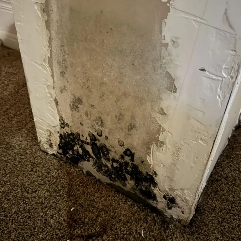 Professional Mold Removal in Bloomfield, NM